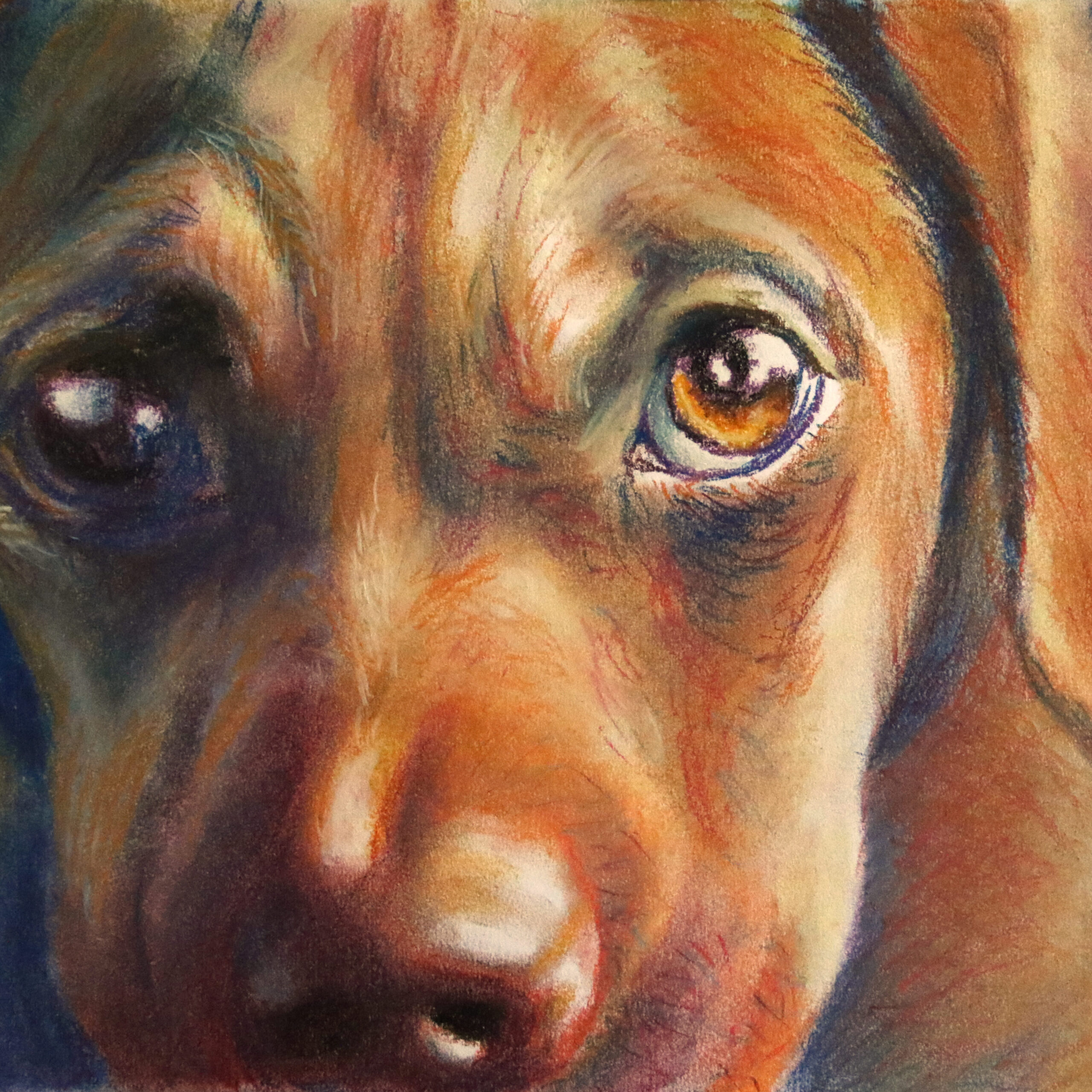 Picture of a puppy by Dane Ikin