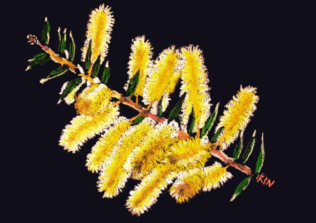Drawing of wattle on black paper