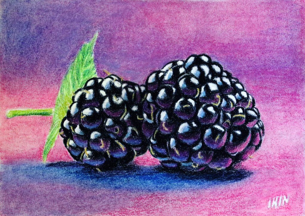 Drawing of blackberries