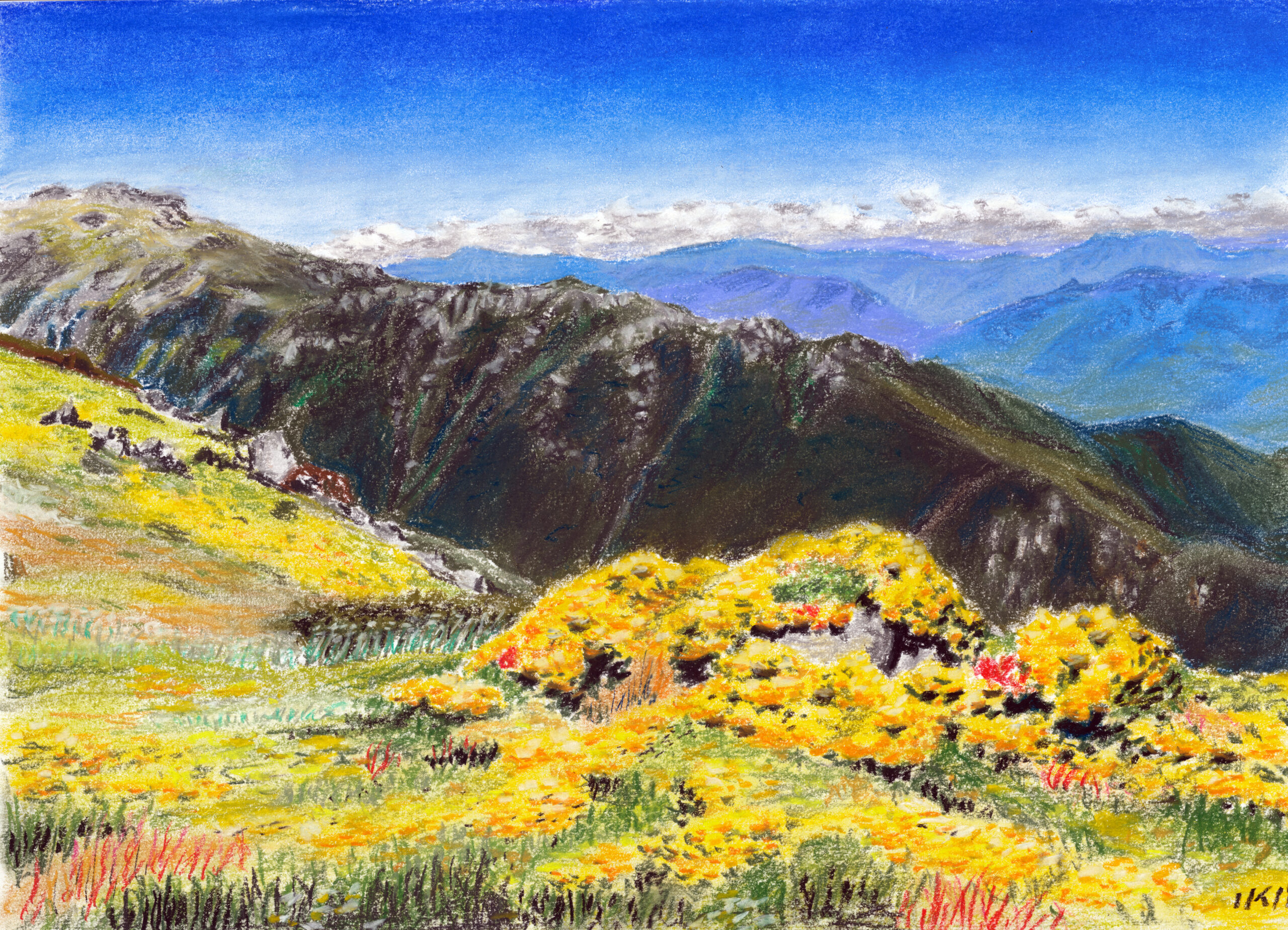 Drawing of mountain flowers