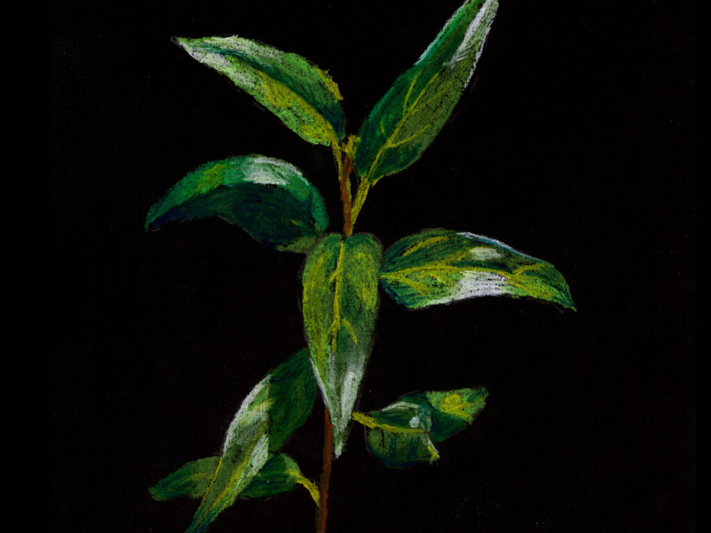 Picture of shiny gum leaves by Dane Ikin