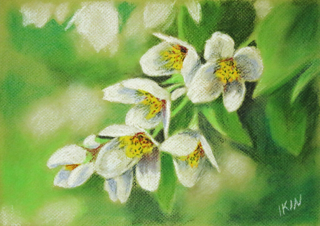 Drawing of white flowers on green paper
